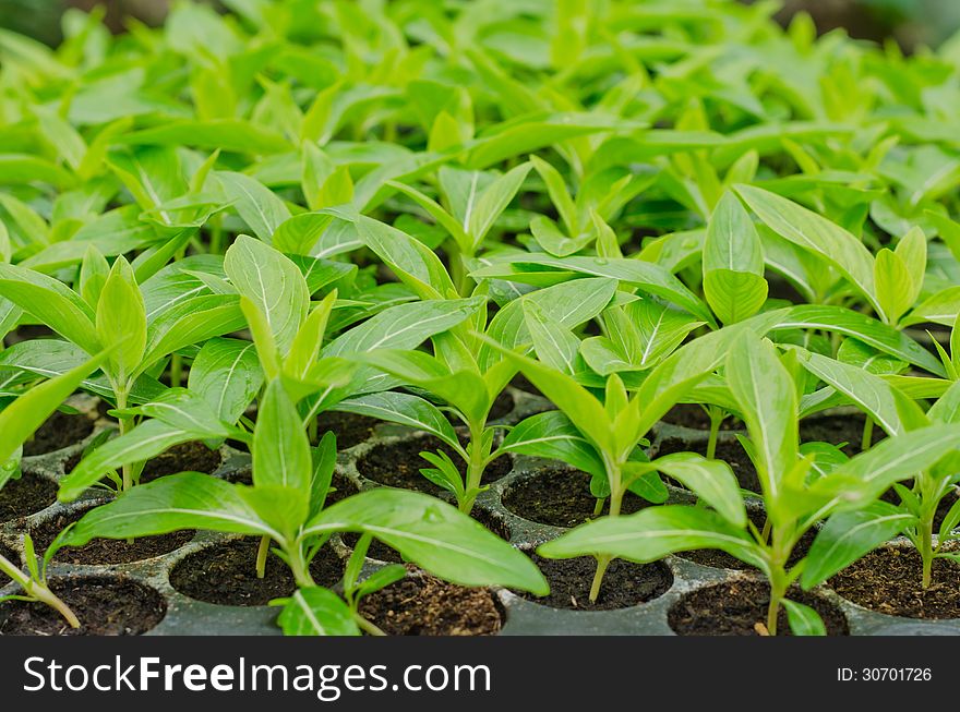 Seedlings of Periwinkle in a black tray