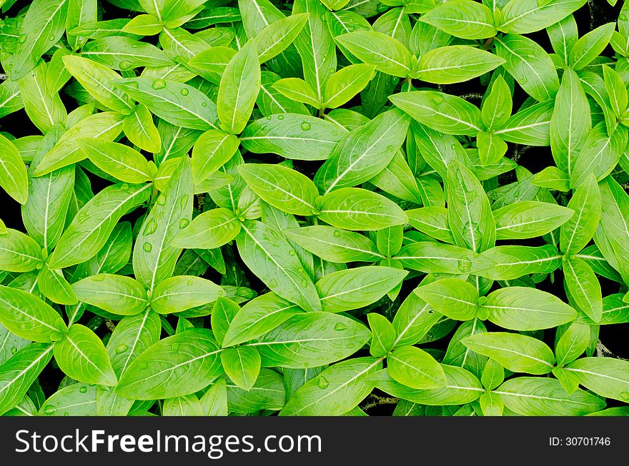 Seedlings of Periwinkle in a black tray