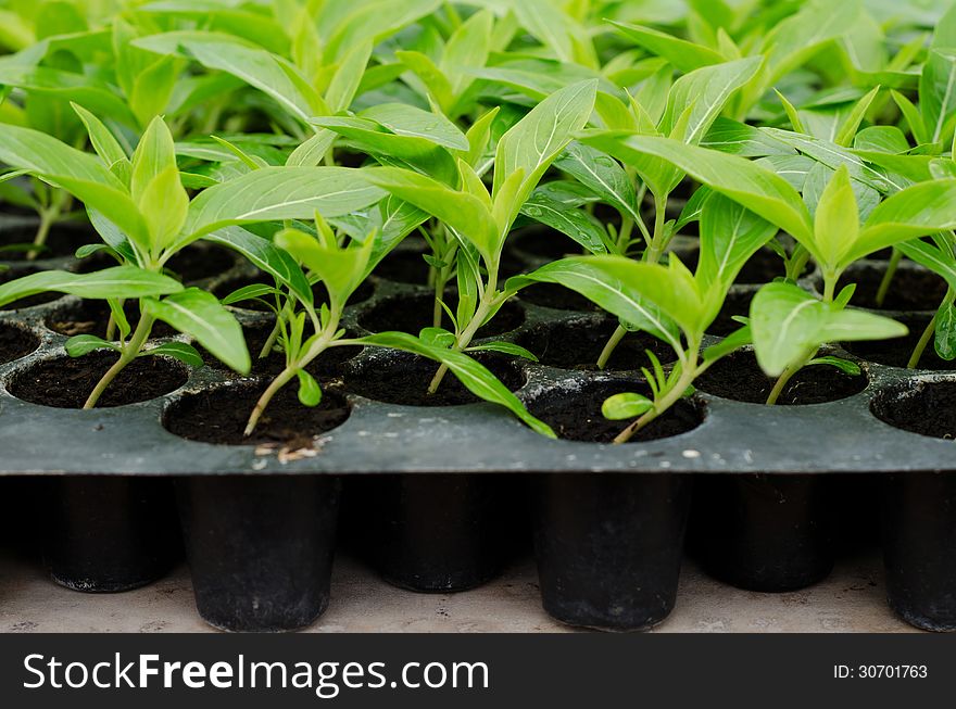 Seedlings of Periwinkle in a black tray