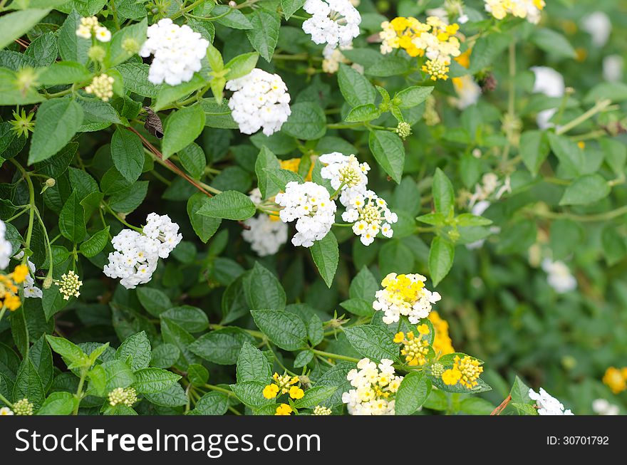 Lantana Flowers