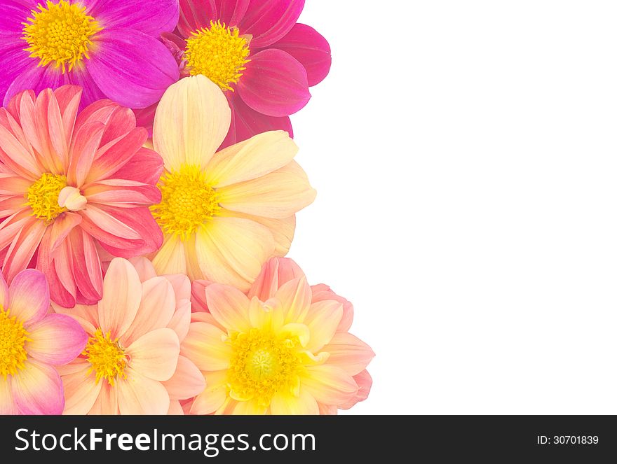 Dahlia isolated on white background