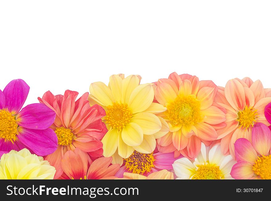 Dahlia isolated on white background