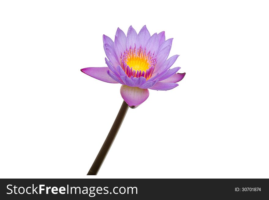 Purple lotus blooming isolated on white background