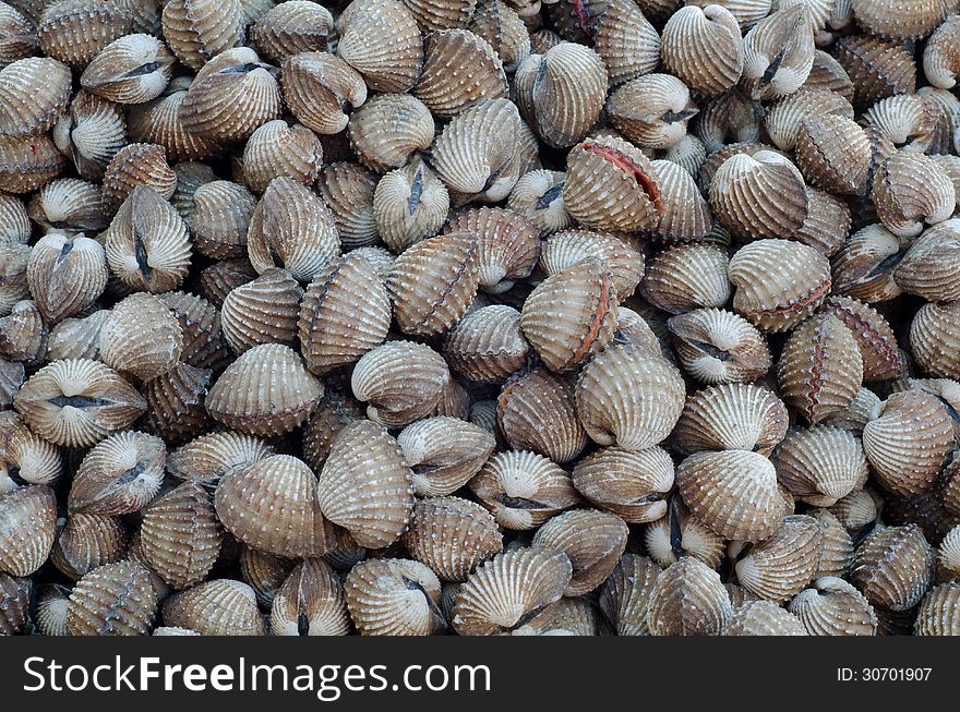 Closeup of cockle texture background. Closeup of cockle texture background