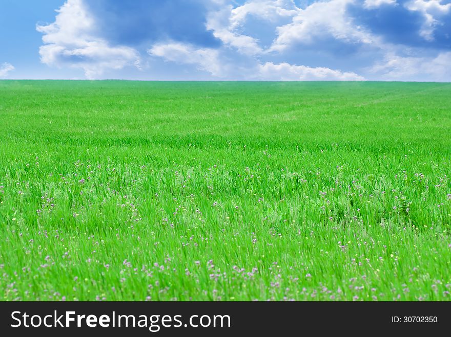 Green field and blue sky. spring landscape