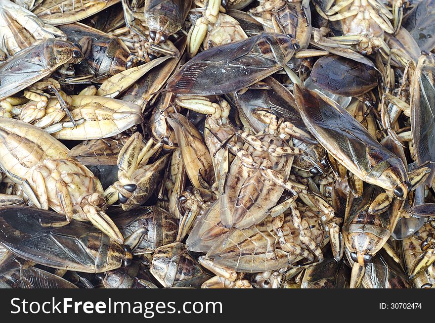 Giant Water Bug in market ,Thailand