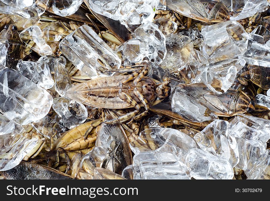 Giant Water Bug in market ,Thailand