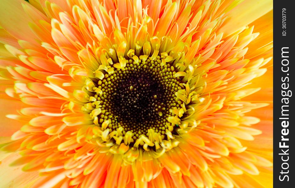 The golden flowers out, hidden in petals of orange-tipped stamens can be beautiful. Close up of a gerbera daisy.
