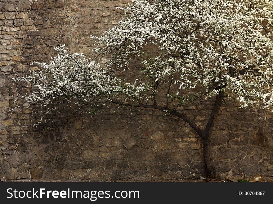 Flowering tree against a stone wall in Lviv. Flowering tree against a stone wall in Lviv