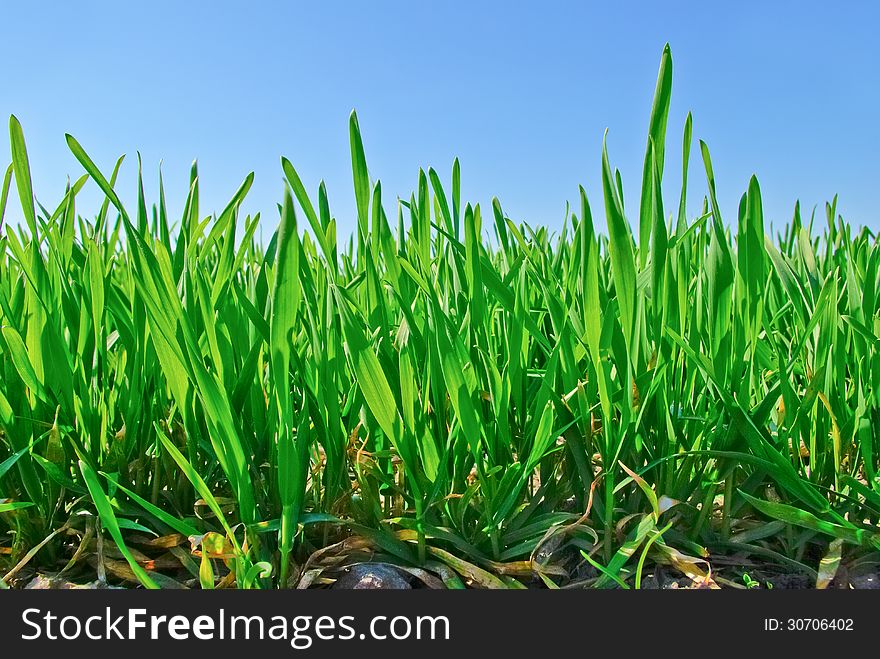 Shoots of grain on the background of the blue sky