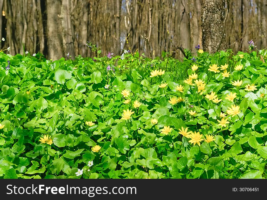 Trees And Green Plants In The Forest.