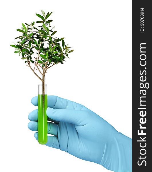 Biotechnology concept, olive tree growing in test glass tube. Biotechnology concept, olive tree growing in test glass tube