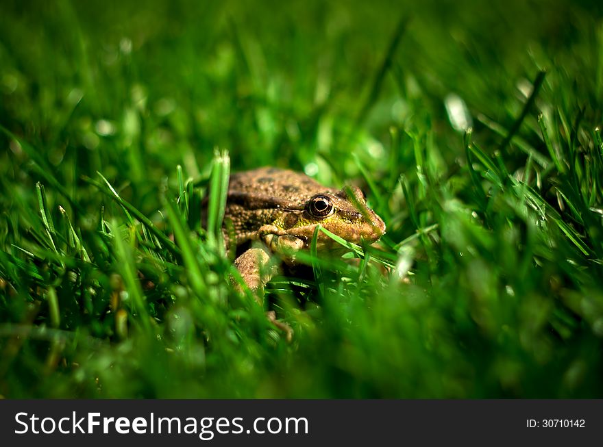Brown toad on green grass close-up in the sun. Brown toad on green grass close-up in the sun