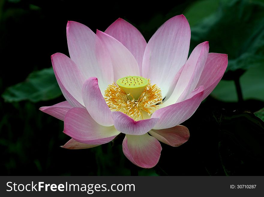 Beautiful pink Nelumbo lotus blooming on summer