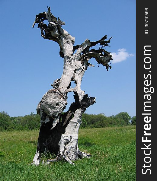 A lonely tree in a meadow after a lightning strike dry