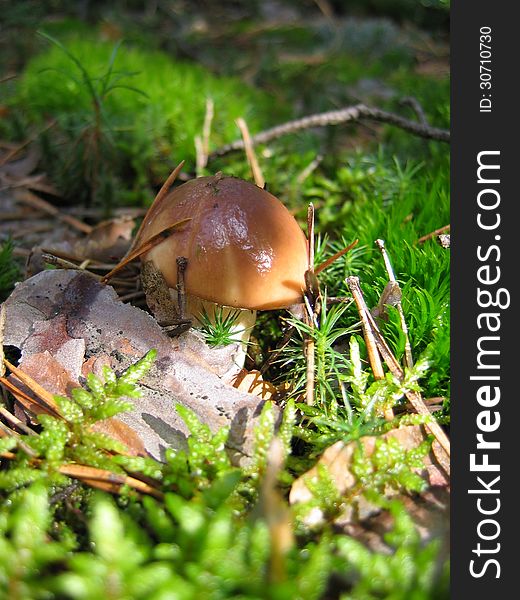 Greasers mushroom in the forest on the moss small