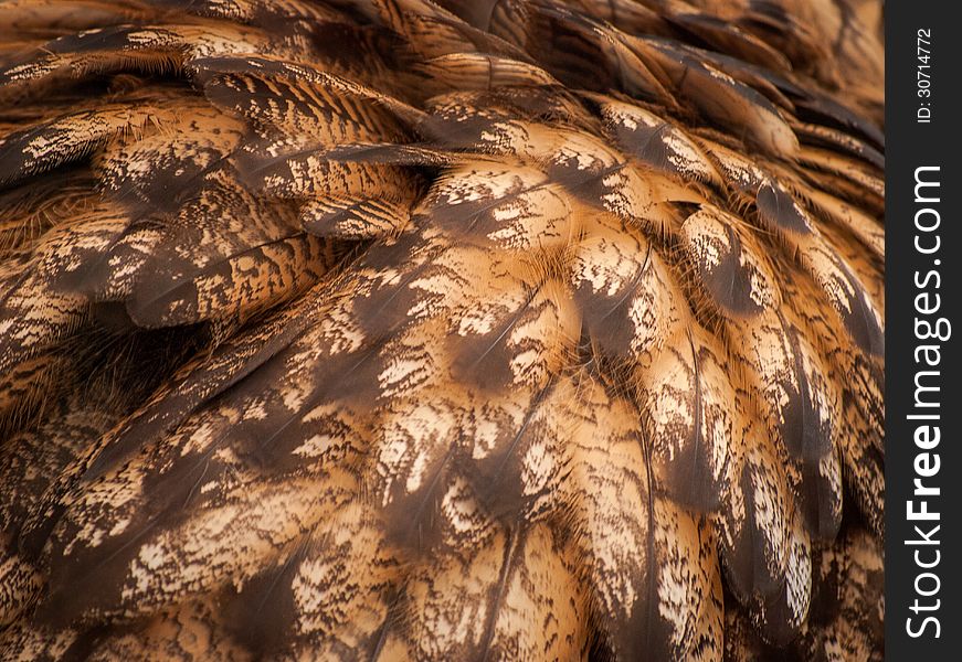 These hawk feathers formed an attractive pattern