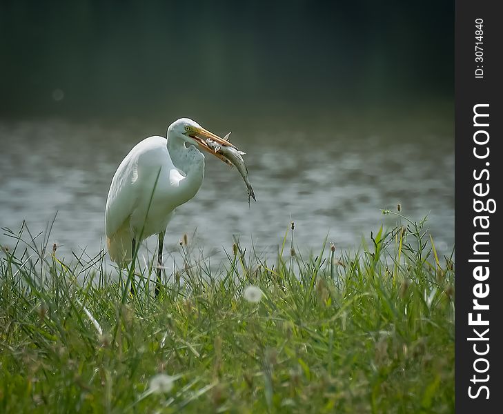 Egret with Fresh Catch