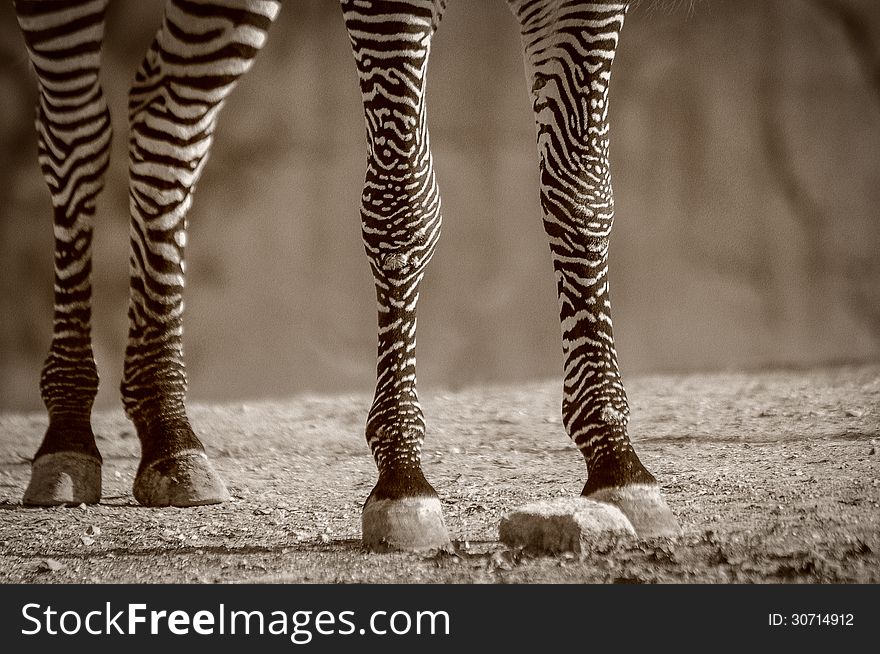 This Zebra has very attractively patterned legs. This Zebra has very attractively patterned legs.