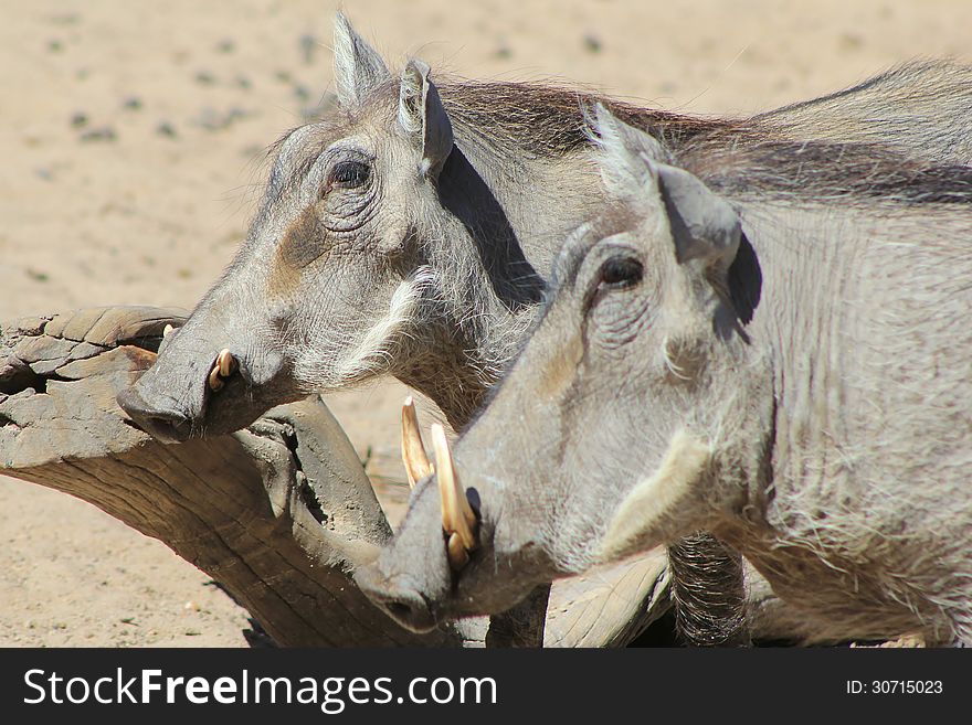 A Warthog youngster has a rub against a tree stump. Photo taken on a game ranch in Namibia, Africa. A Warthog youngster has a rub against a tree stump. Photo taken on a game ranch in Namibia, Africa.