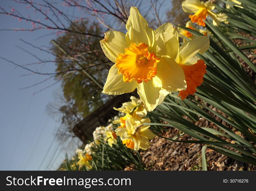 This daffodil bed is in front of the Greenfield Park sign in Wilmington, North Carolina. This daffodil bed is in front of the Greenfield Park sign in Wilmington, North Carolina.