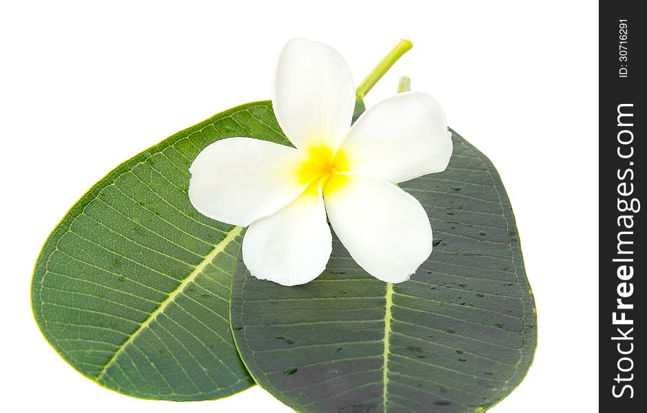 White frangipani flowers on white background