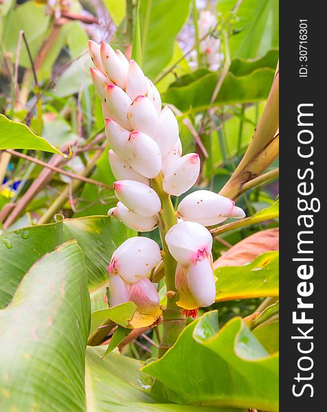 Ginger flower in the garden,Thailand.