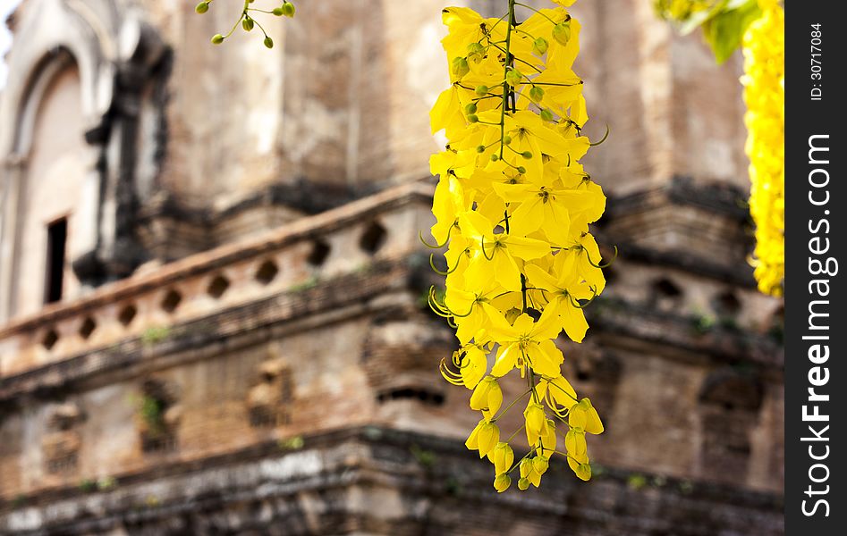 Laburnum flowers in front of jediloung Chiang mai Thailand