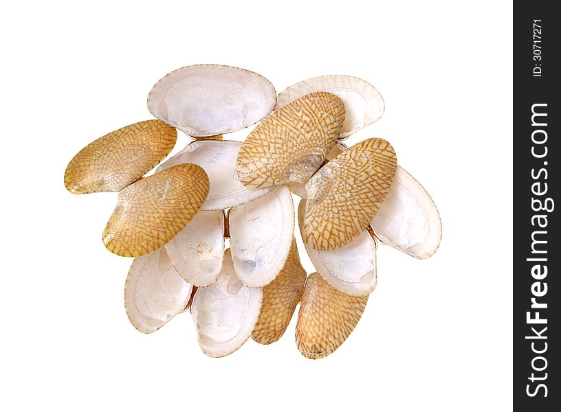 Clams shells isolated on white background