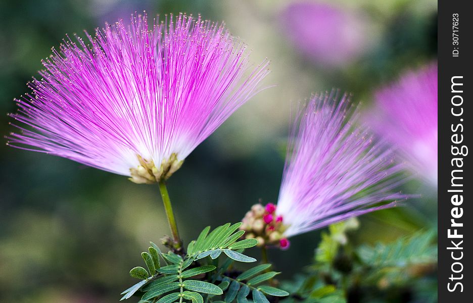 Pink powderpuff flower