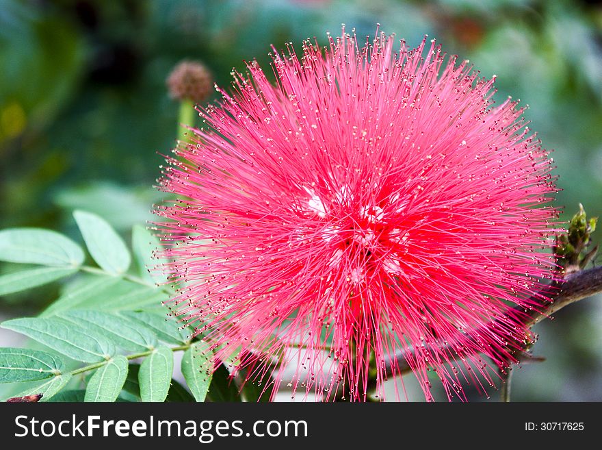 Pink Powderpuff Flower