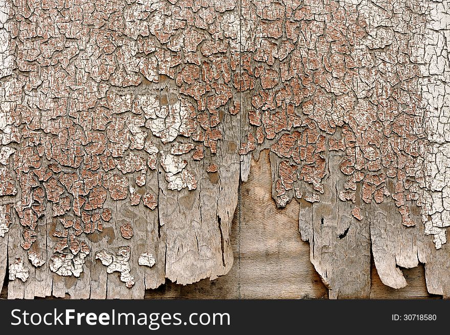 Grunge background texture of an old peeling wood panel with a cracked dried out surface. Grunge background texture of an old peeling wood panel with a cracked dried out surface