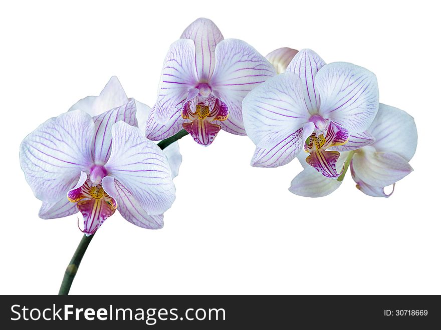 White orchid phalaenopsis on a white background