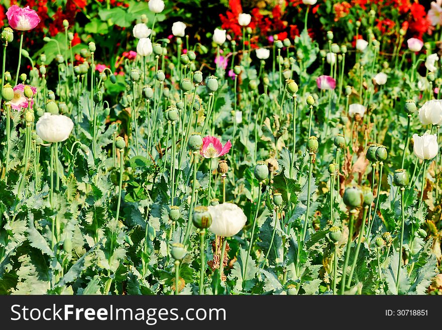 Opium field flower in nature background