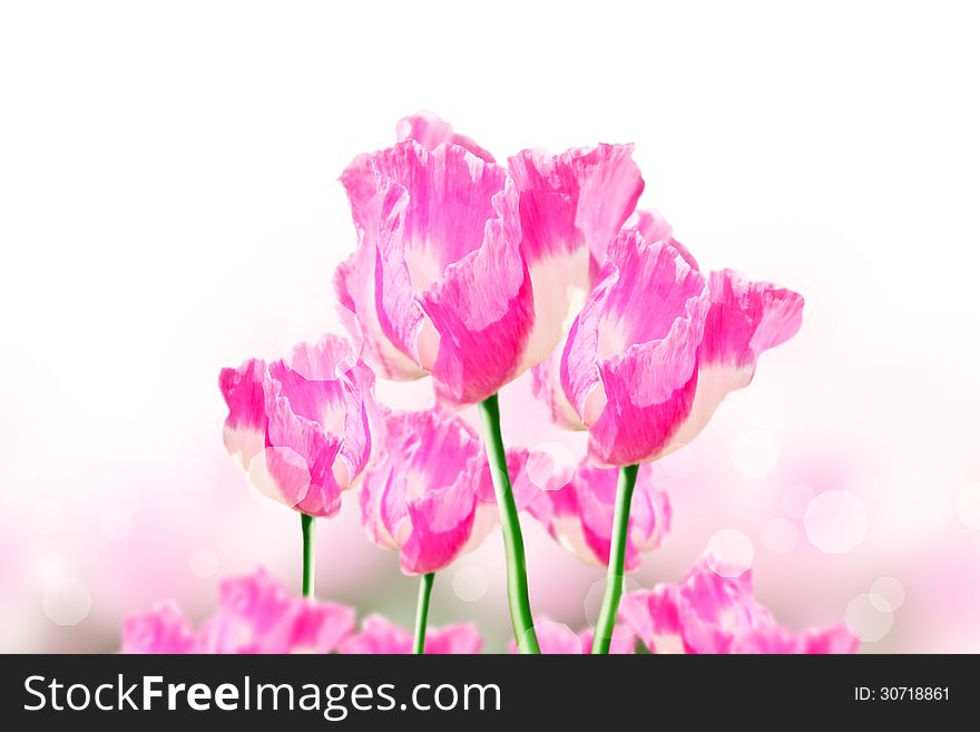 Pink opium flower nature background