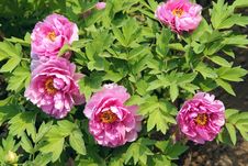 Peony Flowers Stock Photography Peony Flowers Stock Photography