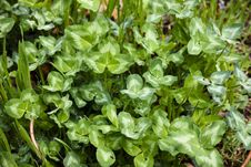 Rain-washed Clover Royalty Free Stock Image Rain-washed Clover Royalty Free Stock Image