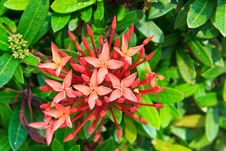 Red Ixora Coccinea Flower Royalty Free Stock Photos Red Ixora Coccinea Flower Royalty Free Stock Photos