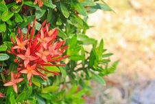 Red Ixora Stock Photo Red Ixora Stock Photo