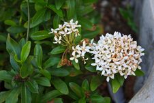 White Ixora Coccinea Flower Royalty Free Stock Images White Ixora Coccinea Flower Royalty Free Stock Images