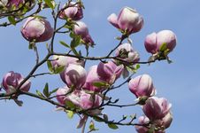 Blossoming Magnolia Tree Stock Image Blossoming Magnolia Tree Stock Image