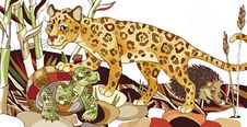 Leopard Royalty Free Stock Photo Leopard Royalty Free Stock Photo