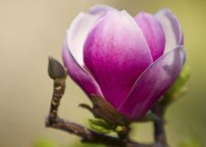 Blossoming Magnolia Tree Royalty Free Stock Images
