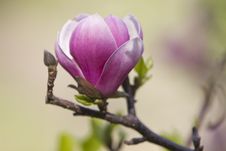 Blossoming Magnolia Tree Stock Photo Blossoming Magnolia Tree Stock Photo