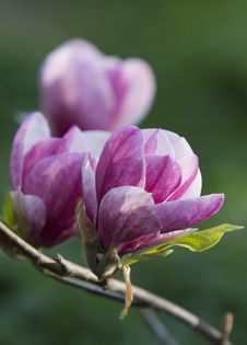 Blossoming Magnolia Tree Royalty Free Stock Images Blossoming Magnolia Tree Royalty Free Stock Images