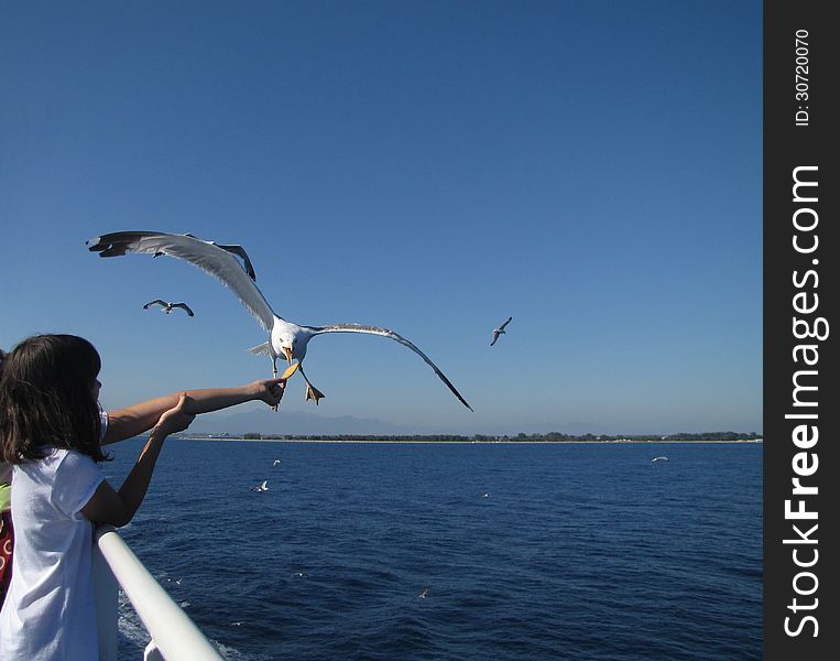 Little Girl And Seagull