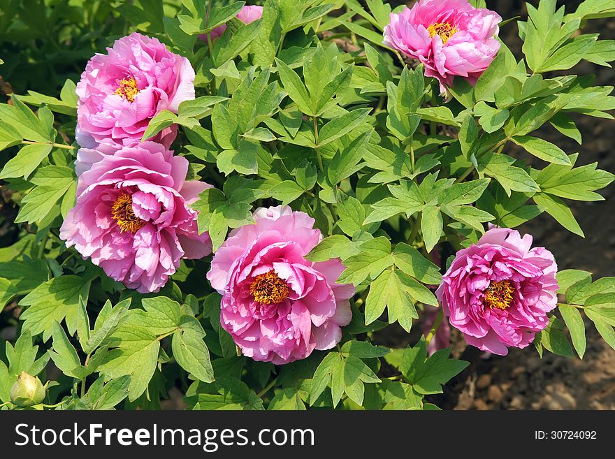 The close-up of pink peony flowers