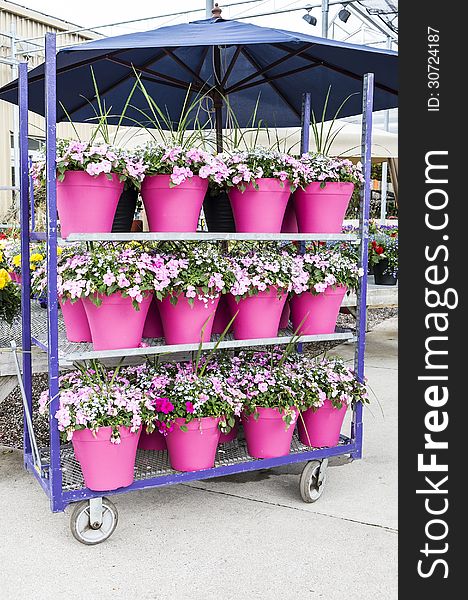 Stack of potted pink impatiens on a cart. Stack of potted pink impatiens on a cart.