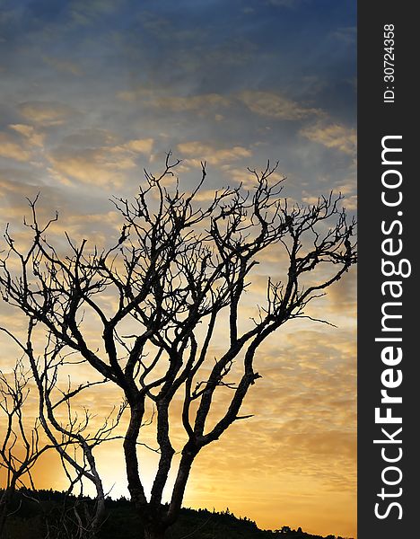 Picture of sunset and trees silhouette