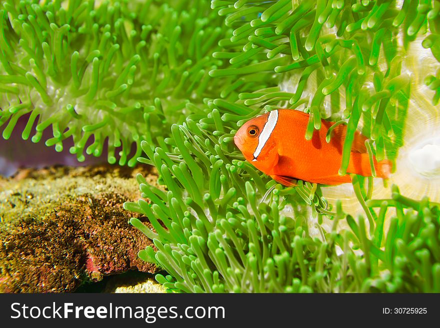 A Spinecheek Anemonefish, also known as a Maroon Clownfish